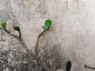 Azalea, large stems on a cement background