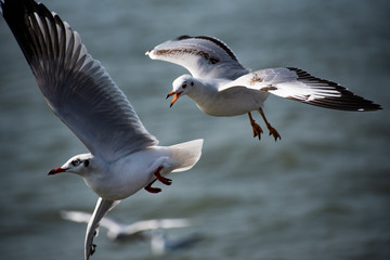 seagull fighting while flying