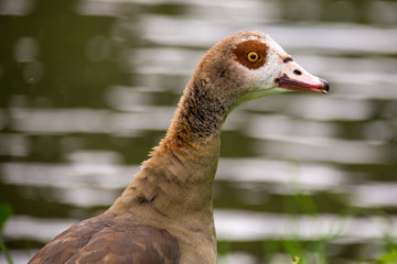 Portrait einer Nilgans