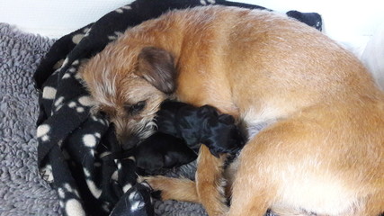 Border Terrier with puppies