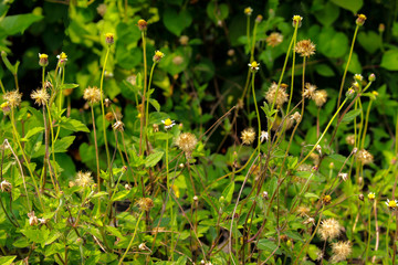 white flowers in the grass