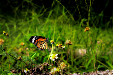 orange butterfly in the green forest.