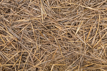 Background Created From Dry Straw