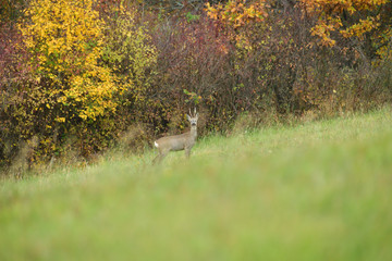 Roe deer walking on a meadow in the background colorful autumn trees © Pavol Klimek