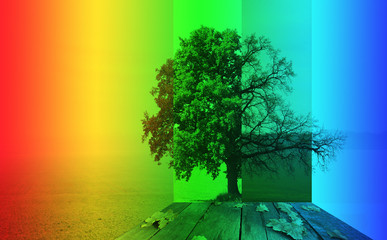 Abstract image of lonely tree in winter without leaves on snow, in spring without leaves on grass, in summer on grass with green foliage and autumn with red-yellow leaves as symbol of four seasons