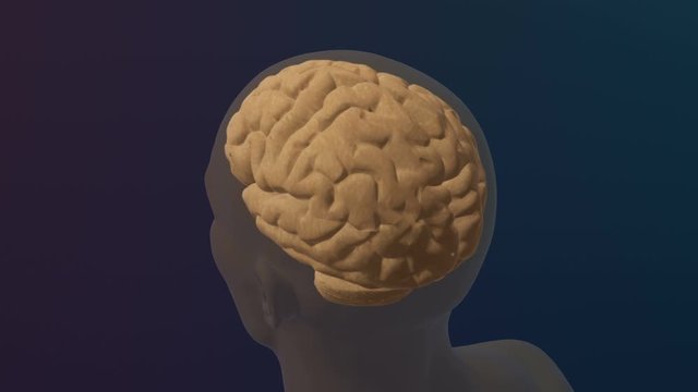 Brain reveal animation in human male body 01