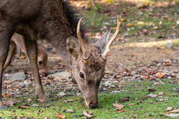 奈良　鹿　秋　紅葉