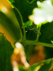 whitefly detail