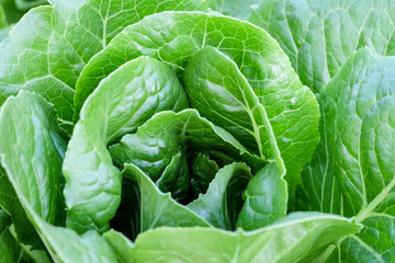 lettuce garden with healthy concept