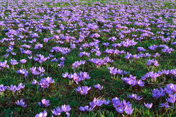 Field of flowering purple blossom crocuses in the area of Kozani in northwestern Greece