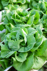 Fototapeta na wymiar lettuce garden with healthy concept