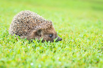 hedgehog on the grass