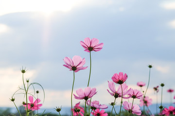 cosmos flower