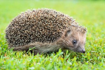 hedgehog on the grass
