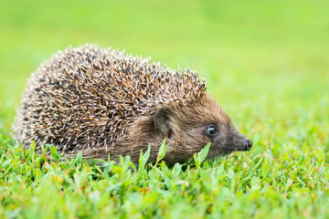 hedgehog on the grass