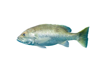 Naklejka premium Mangrove snapper or gray snapper (Lutjanus griseus) Isolated on white background with clipping path