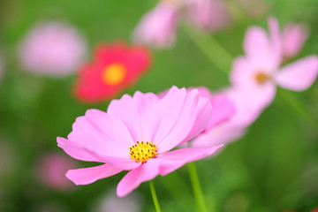 Obraz premium cosmos flower