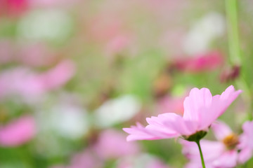 Fototapeta premium cosmos flower
