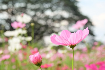 cosmos flower