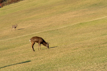 シカ　秋　奈良　