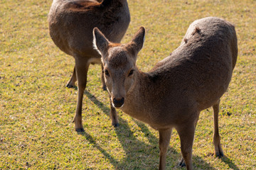 シカ　秋　奈良　群れ