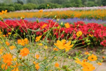 cosmos flower