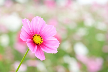 Obraz premium cosmos flower