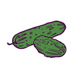 pair of fresh cucumbers illustration. Hand-drawn in cartoon style. Colored artwork isolated on white background, in vector