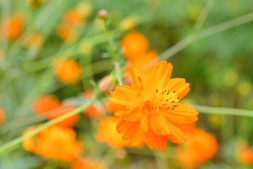 cosmos flower