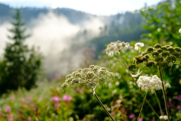 Mountain plant covered with dew drops in Carpathian Mountains. Lviv region, Ukraine.