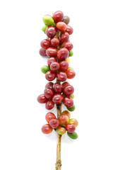Coffee berry red green on tree coffee and on white background.