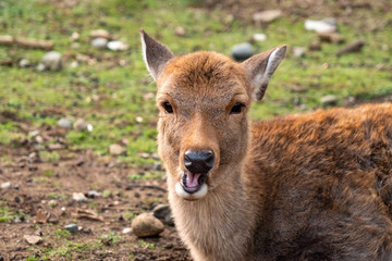 シカ　奈良　秋