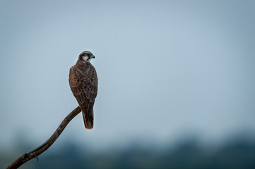 Laggar falcon or Falco jugger an angry and migratory bird Sitting on  perch with green background during winter morning in an open grass field of tal chhapar blackbuck sanctuary, rajasthan, india