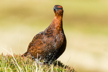 Red Grouse male in Autumn.  Facing right in natural moorland habitat.  Clean background. Horizontal.  Space for copy.