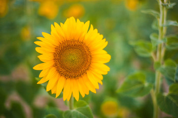 Single sunflower yellow flower on green natural background