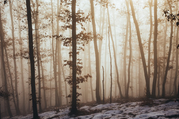 Misty forest with dense fog. 