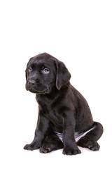 Labrador puppy sits isolated on a white background