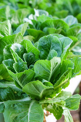 lettuce garden with healthy concept