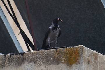 A Colombo crow (Corvus splendens) with a piece of carrion in it's beak