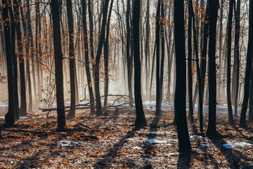 Misty forest with dense fog. 