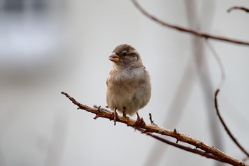 A female house sparrow (Passer domesticus) perched on a flame of the forest (Butea monosperma) tree branch.