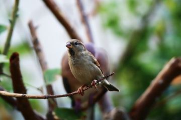 A male house sparrow (Passer domesticus) perched on a flame of the forest (Butea monosperma) tree branch.