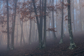 Fototapeta premium Misty forest with dense fog. 