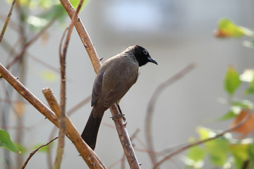 A white-spectacled bulbul (Pycnonotus xanthopygos) perched on a flame of the forest (Butea monosperma) tree branch.	