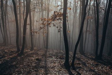 Misty forest with dense fog. 