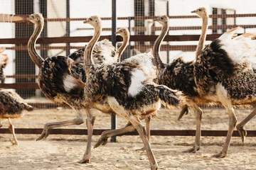 Sierkussen young ostriches in the aviary runing spreading wings © Elena Gorina