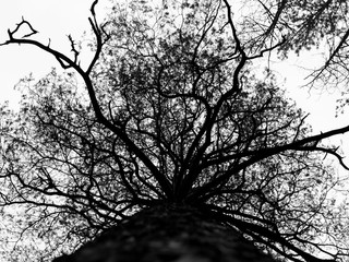 Black and white crown of a tree without leaves in the autumn forest, bottom view