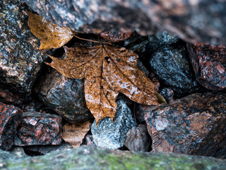 Close-up of the wet autumn leaf on the stones, on the shore of the gulf of Finland.