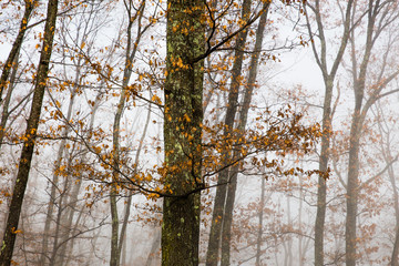 Fototapeta premium Misty forest with dense fog. 