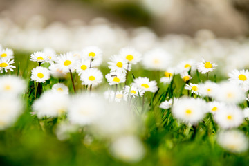 Field of white daisies flowers on a sunny day. Close up photography.